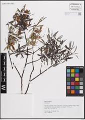 Foto von Salix eleagnos Scop.